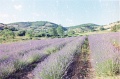 20110310_074