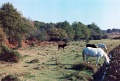 20110305_038