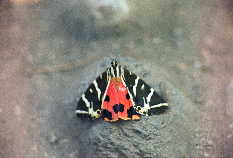 20110528_029.jpg