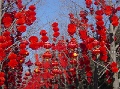 DSC00033-2