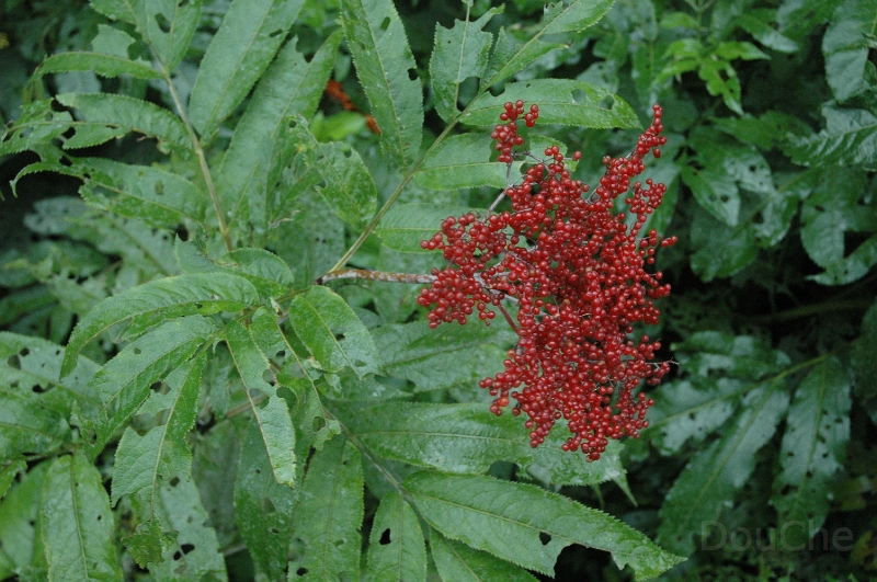 DSC_0260.jpg
