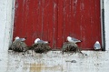 DSC_0747_out
