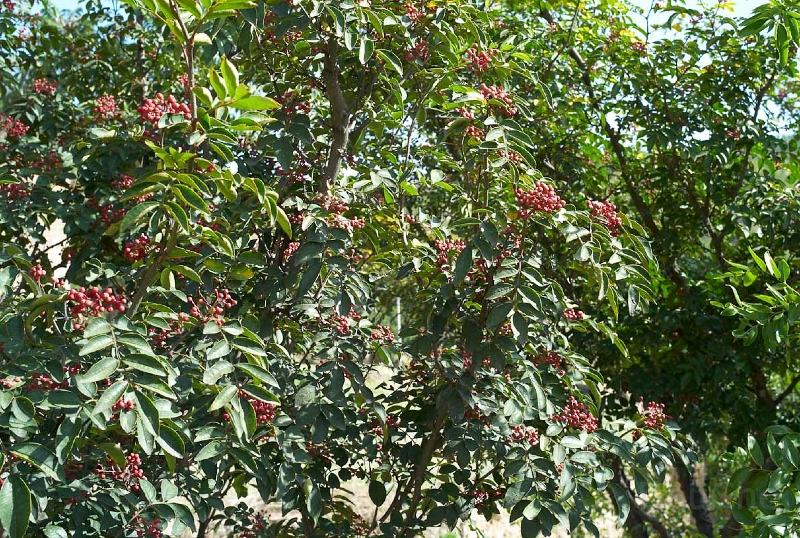 L1002976.jpg