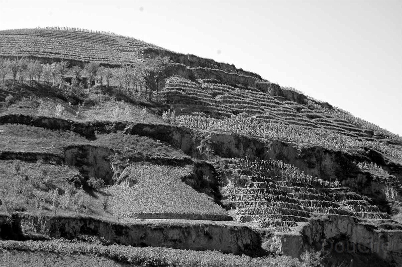 DSC_0688_BW.jpg