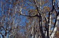 DSC_0036_800