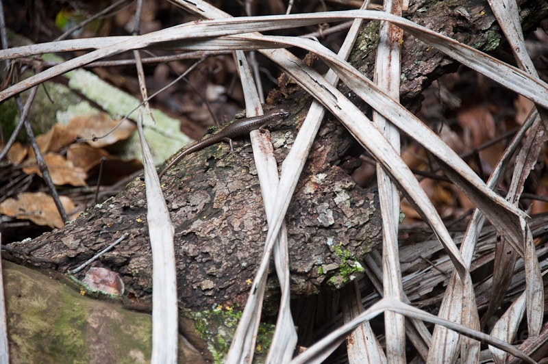 DSC_1862.jpg - And of course there are reptiles