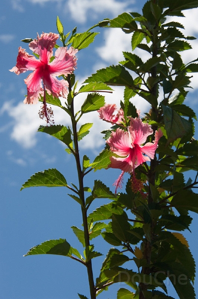 DSC_2025.jpg