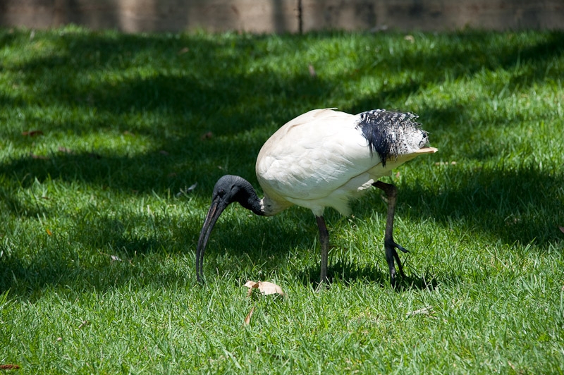 DSC_0778.jpg