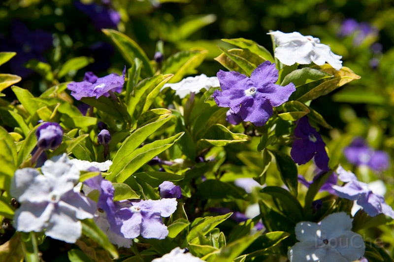 DSC_0823.jpg