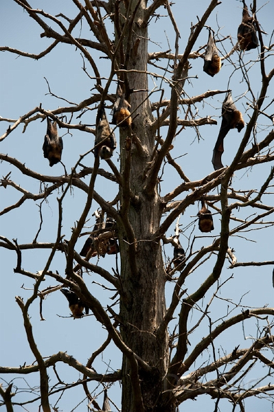 DSC_0848.jpg - ... bats ... ?