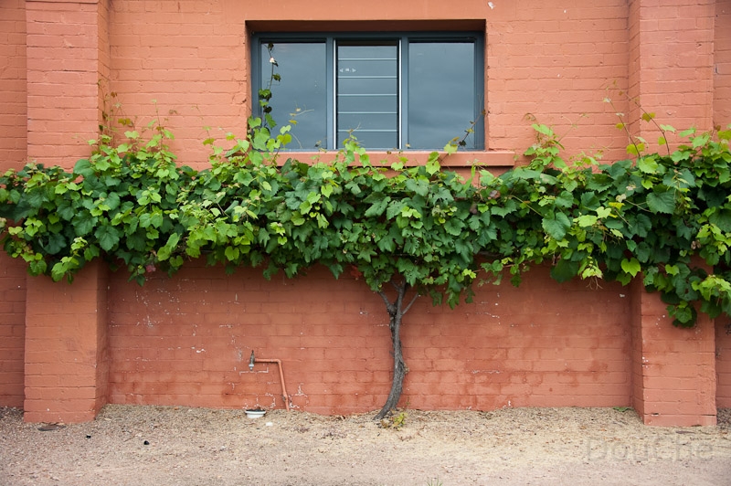 DSC_2566.jpg