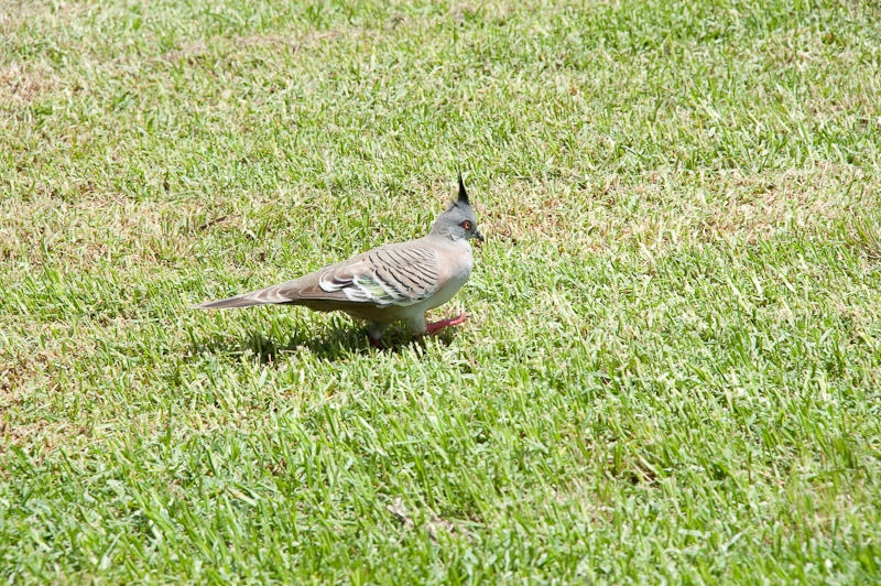 DSC_0927.jpg