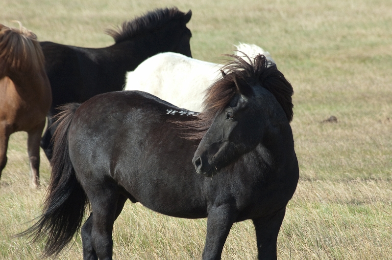 DSC_0176.jpg