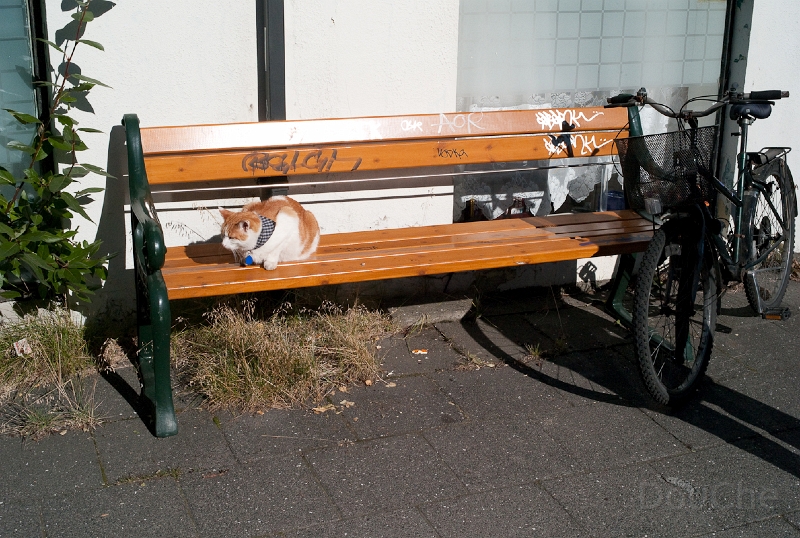 L1007204.jpg