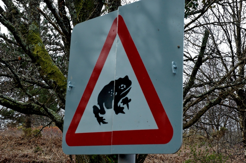 DSC_0231_out.jpg