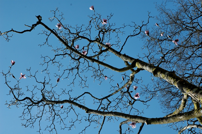 DSC_0181_out.jpg