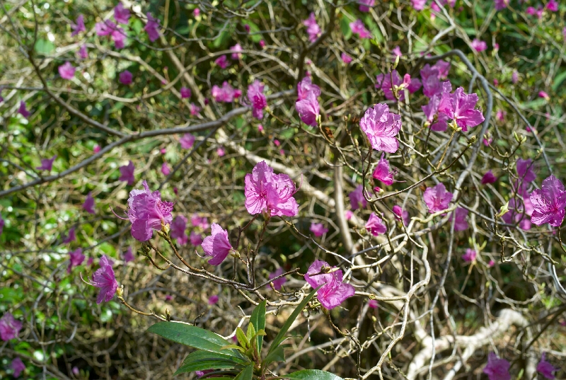 L1005841.jpg