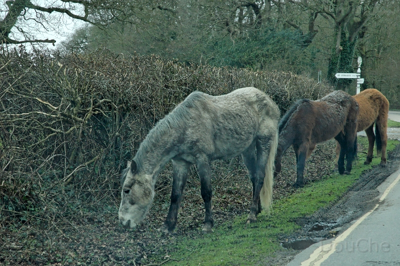 DSC_0105_out.jpg