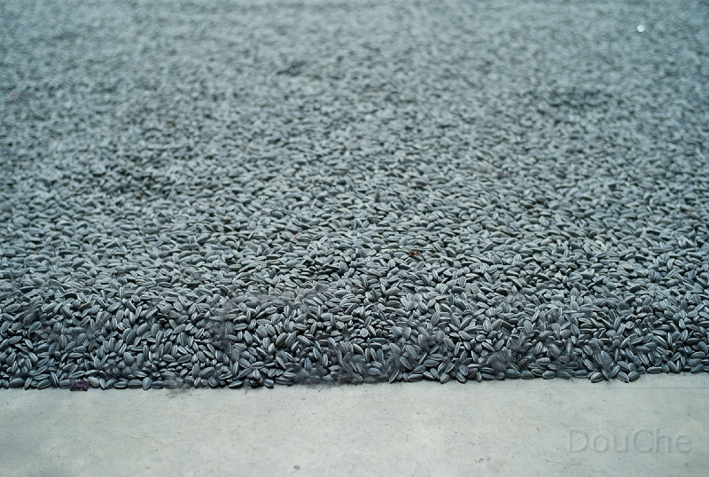 L1009293.jpg