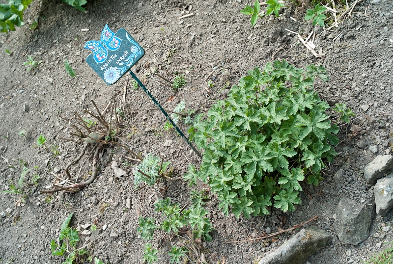 L1009533.jpg