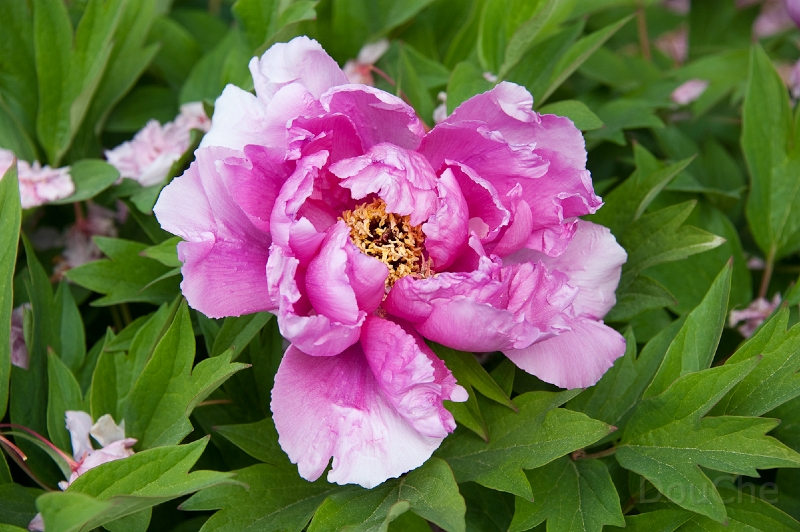 DSC_3531.jpg