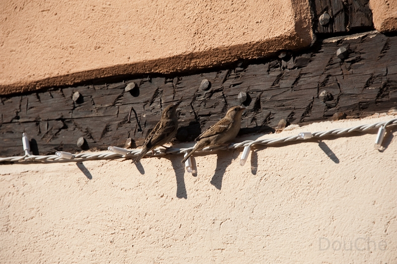 DSC_3405.jpg