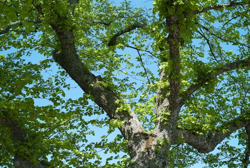 L1009588.jpg
