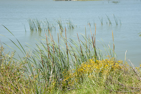 Goolwa