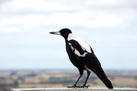 Mount Gambier