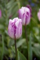 DSC_9852